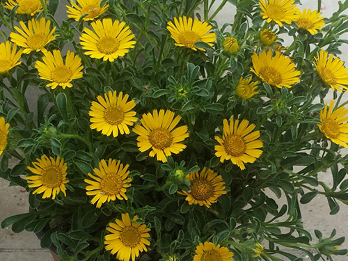 Asteriscus